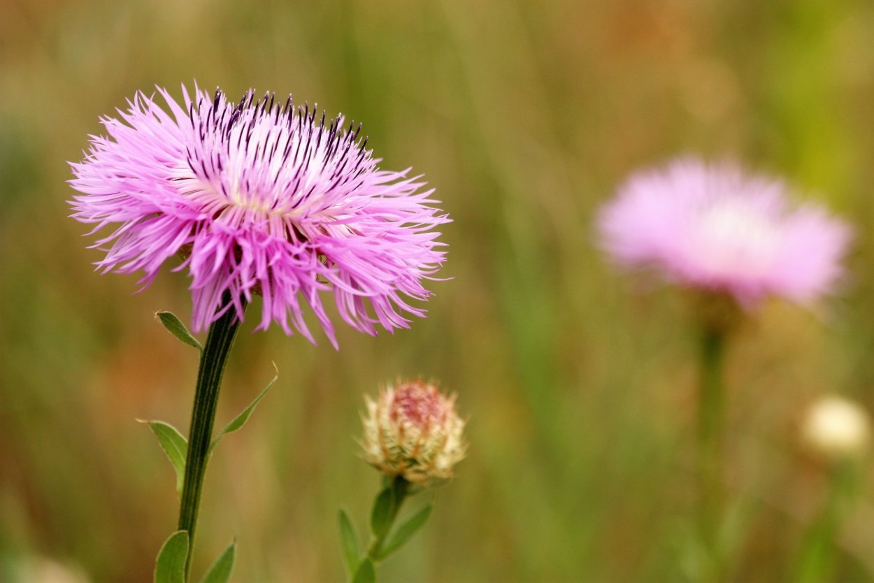 Сиреневые пушистые цветы полевые