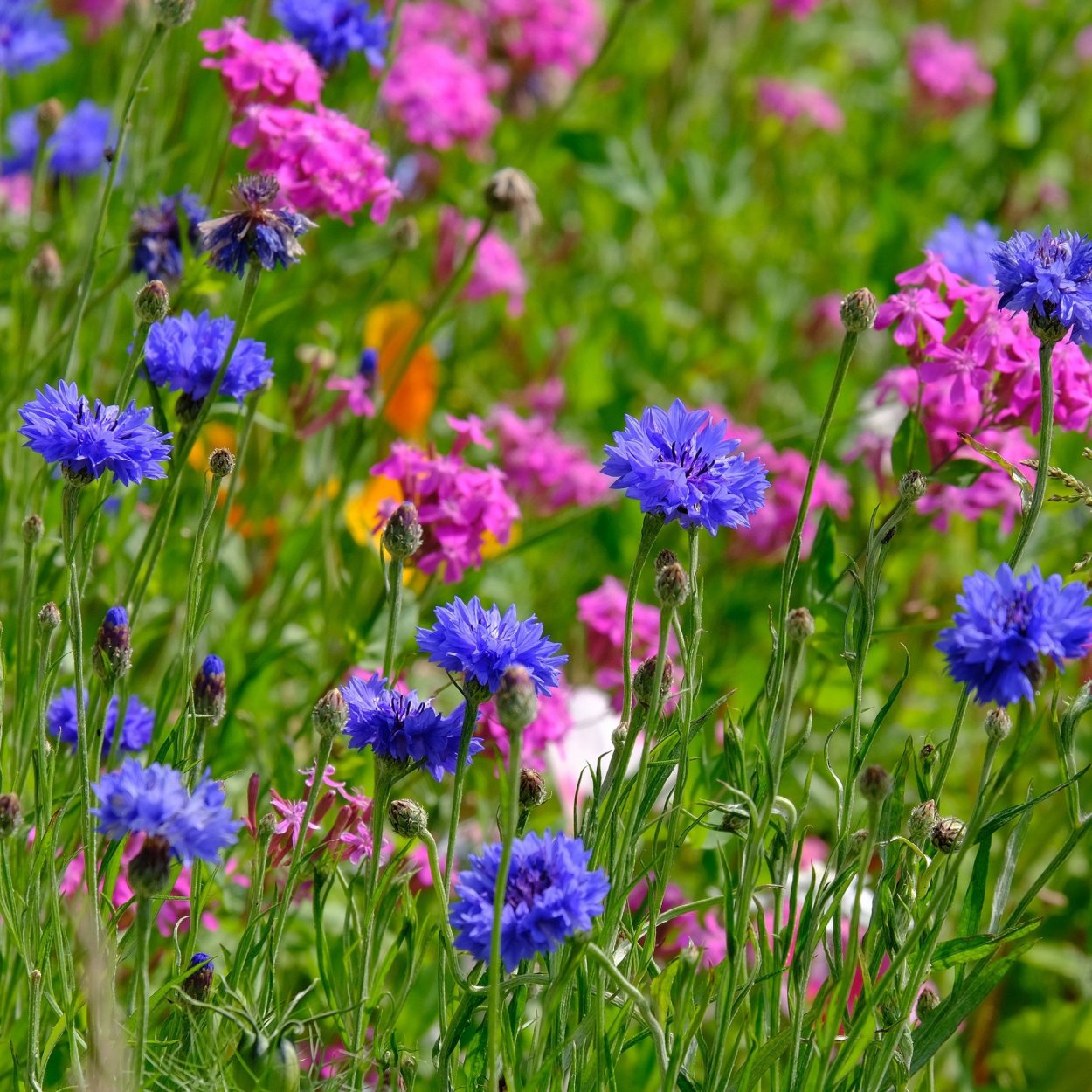 Красивые луговые цветы