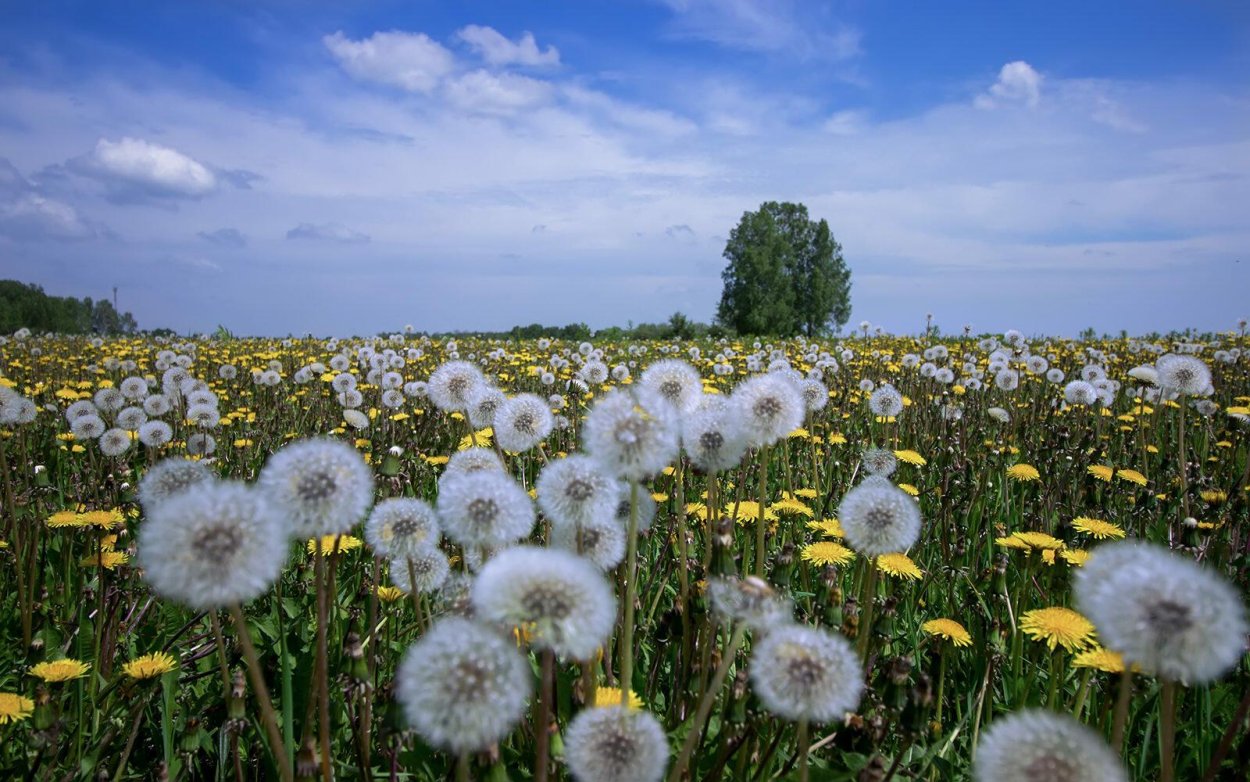 Разнотравье Луговой цветник