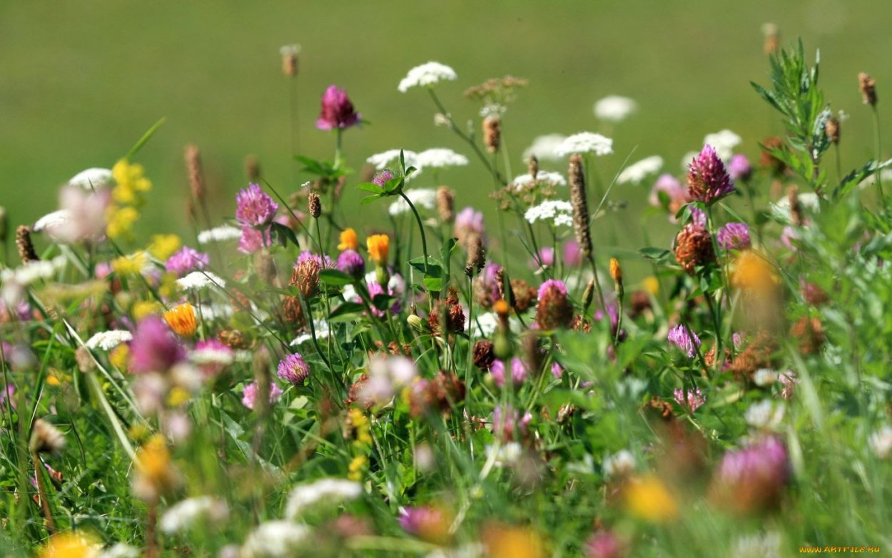 Полевые цветы на рабочий стол