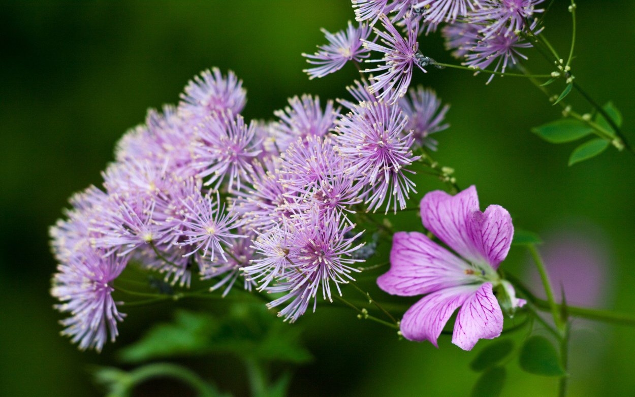Сиреневые цветы полевые