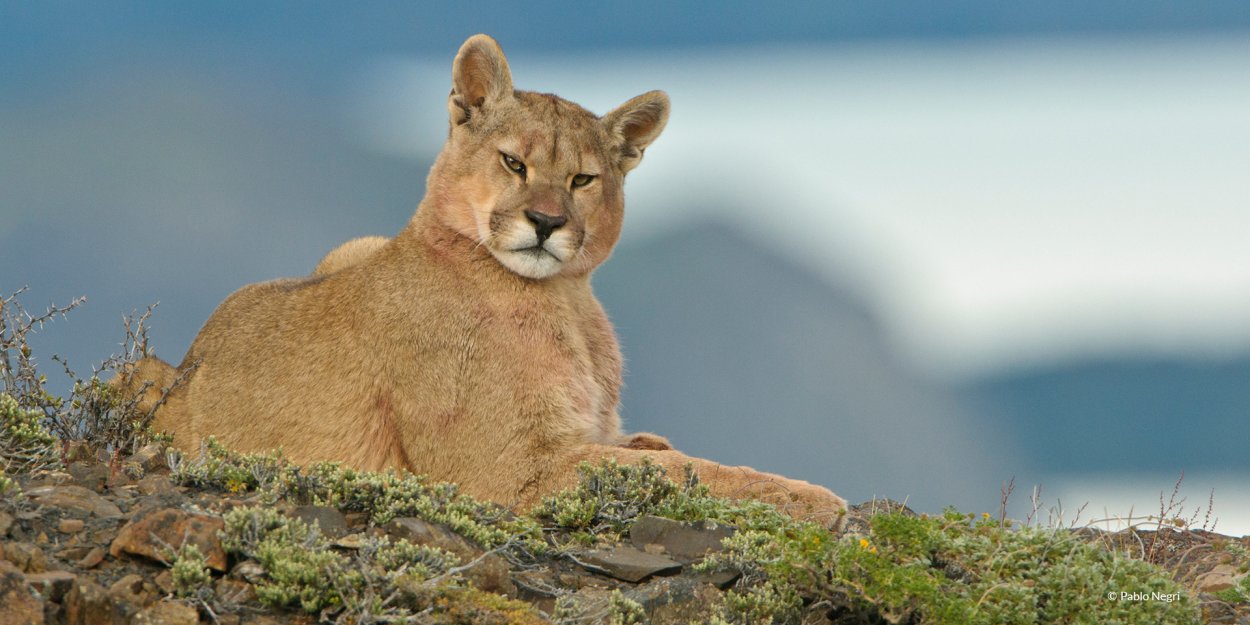 Тьерра дель Фуэго