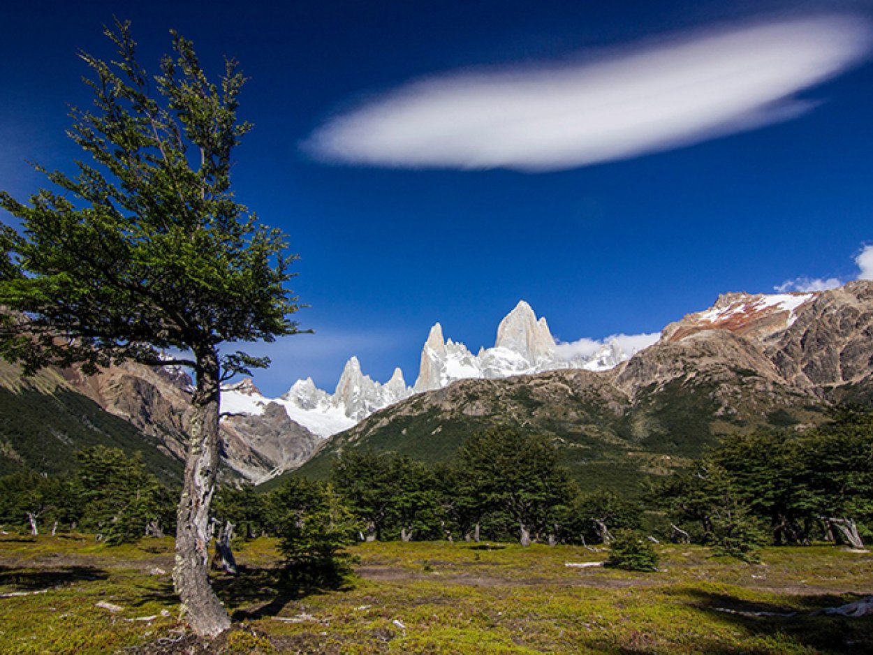 Аргентина Патагония ель