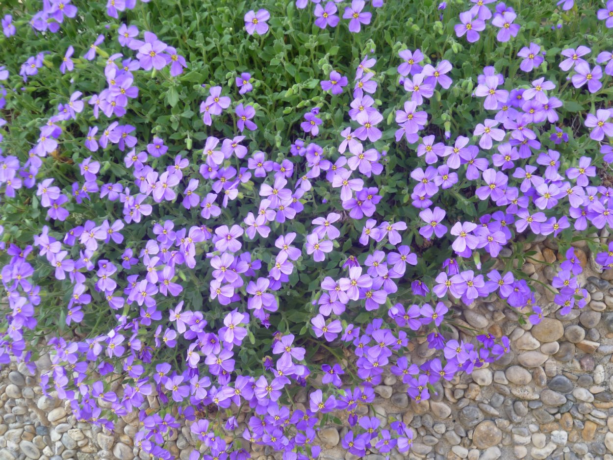 Вербена стелющаяся многолетняя