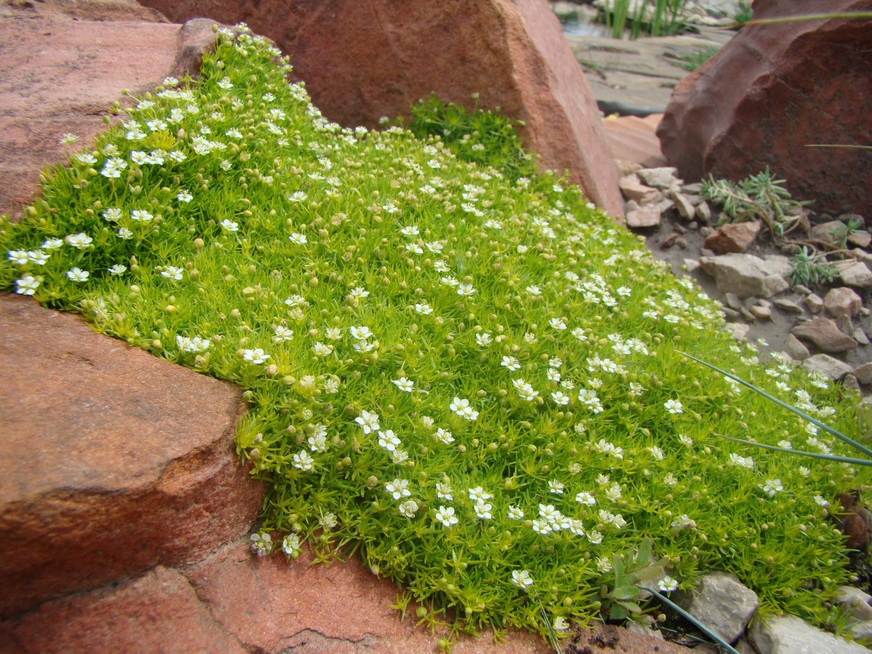 Мшанка шиловидная Ауреа (лайм Мосс)