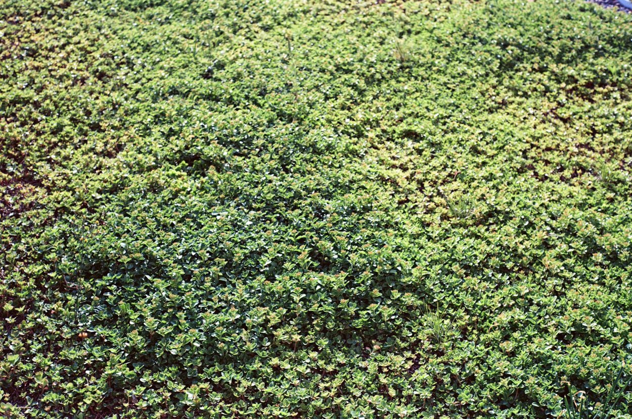 Почвопокровные сорняки Агрессоры