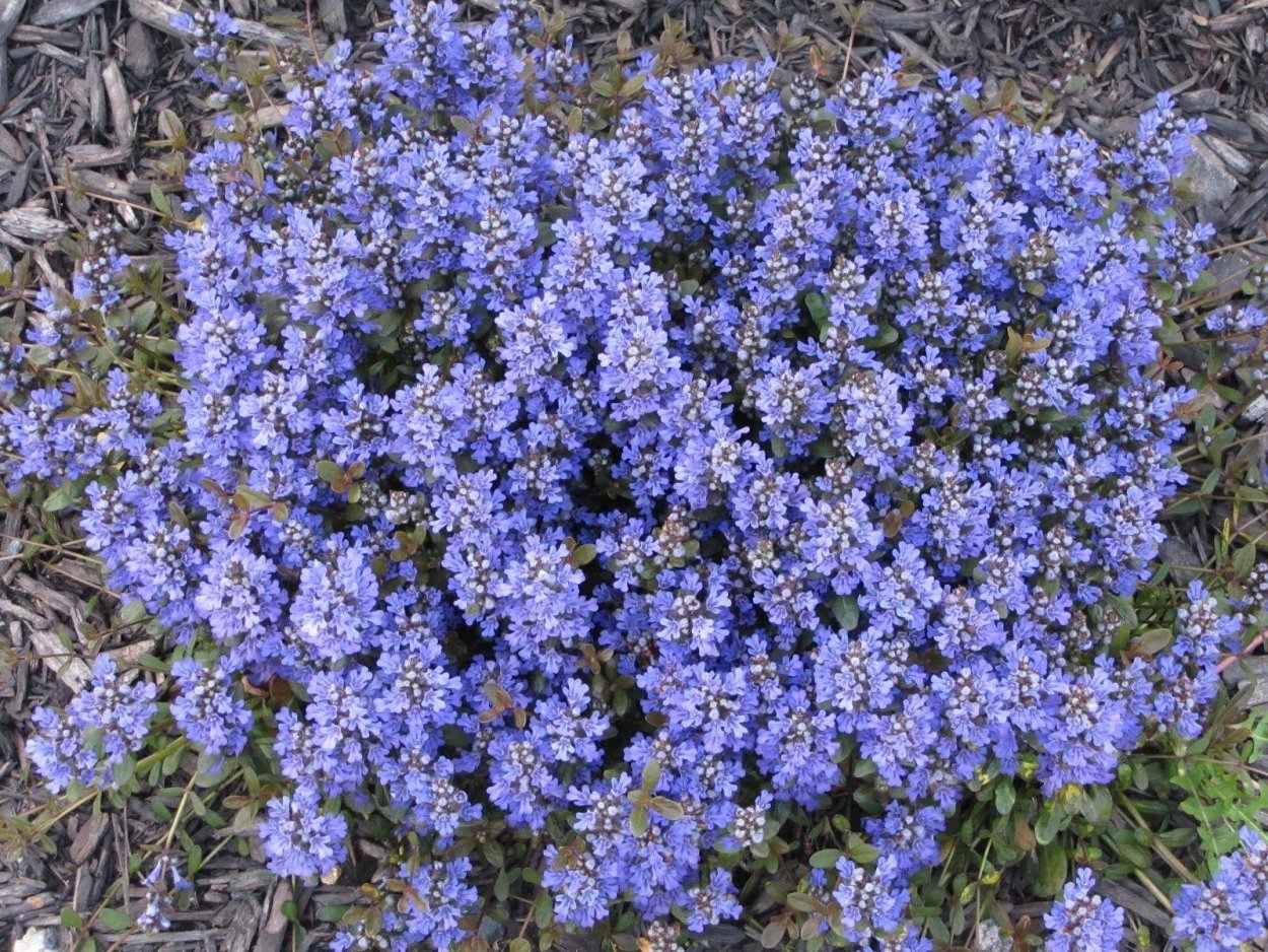 Живучка ползучая Чоколейт чип