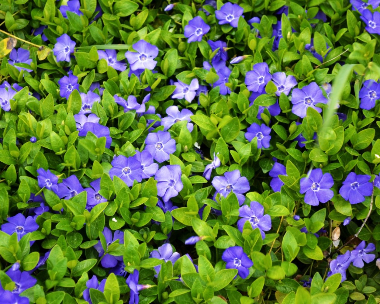 Барвинок вечнозеленый