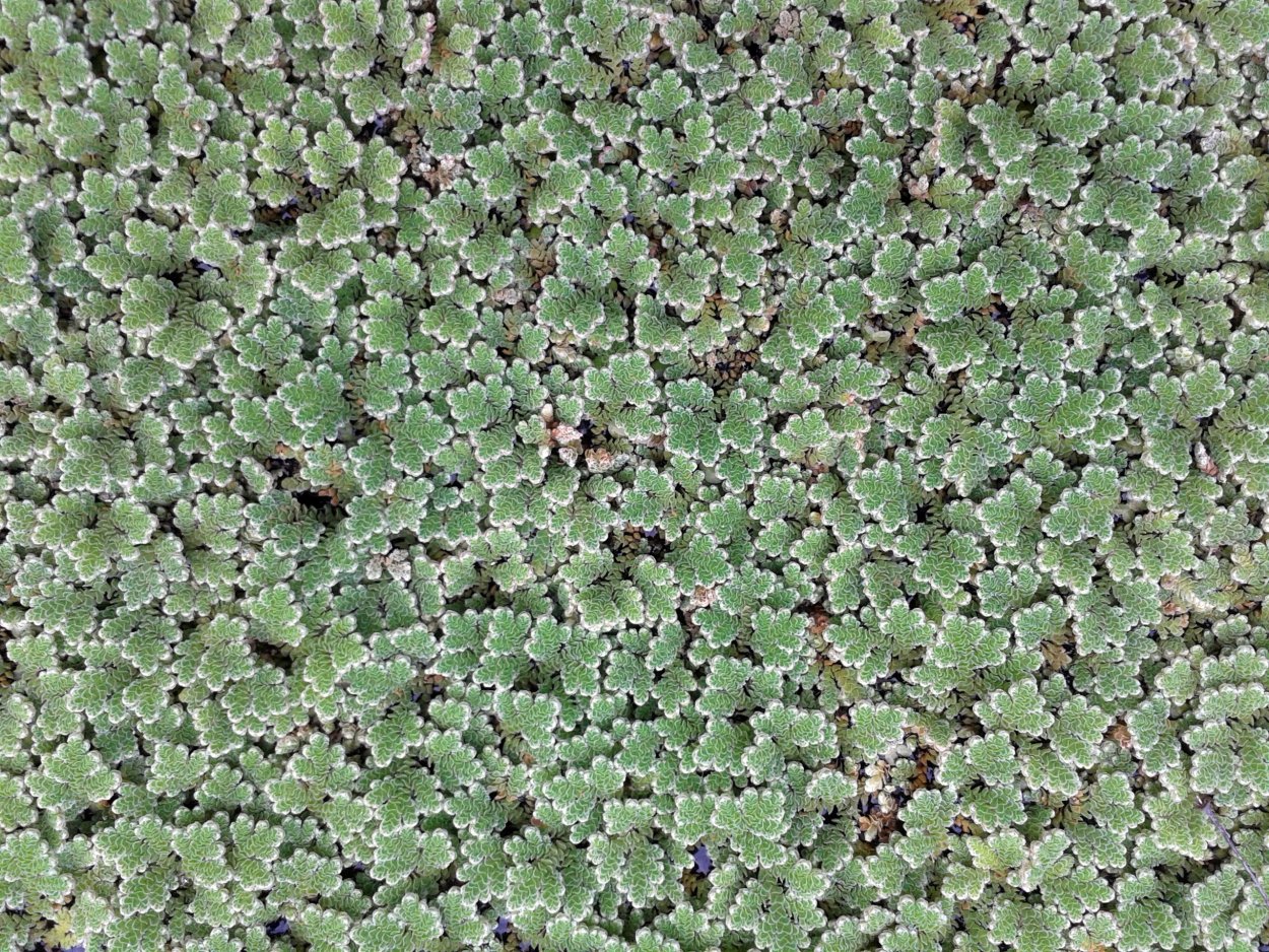 Папоротник почвопокровный
