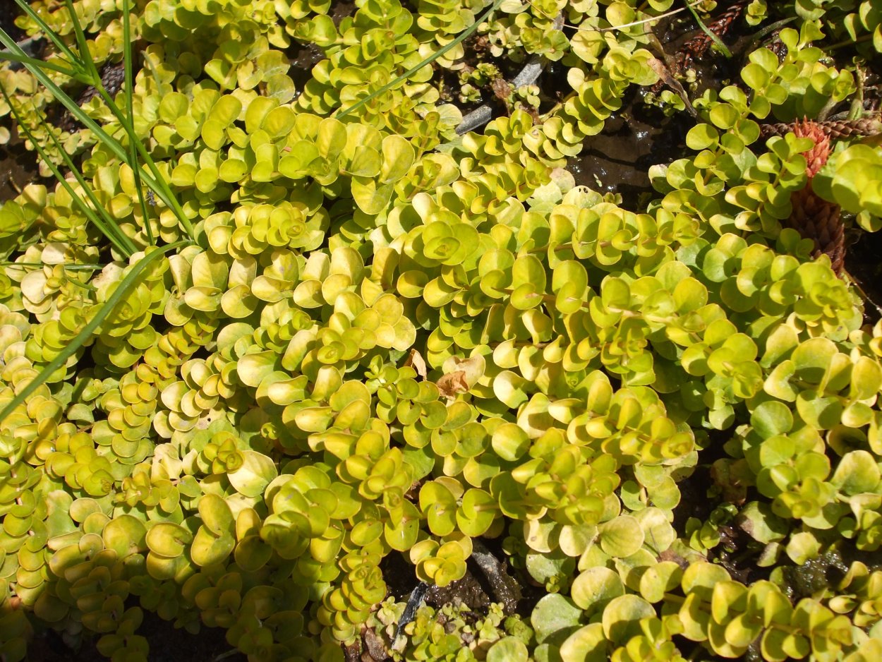 Очиток ложный (Sedum spurium)