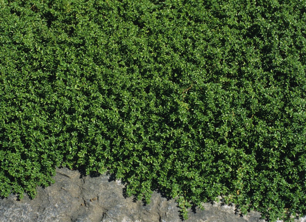 Текстура растительность