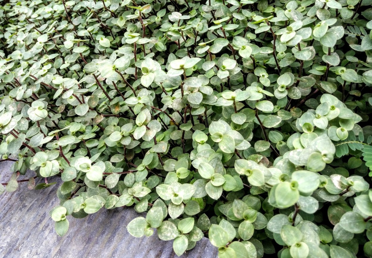 Тимьян Thymus serpyllum Elfin