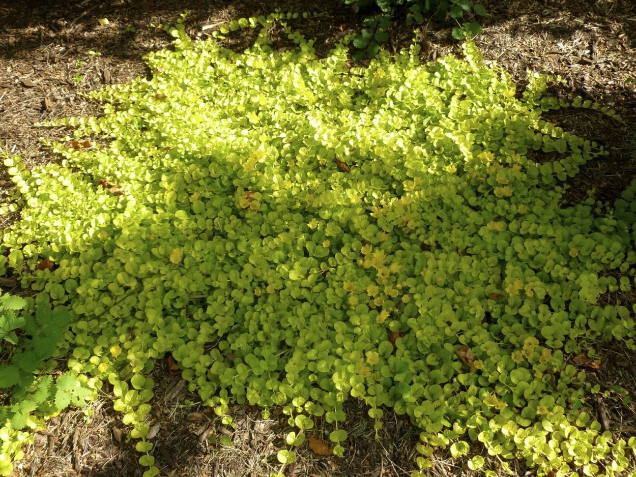 Вербейник монетчатый Goldilocks