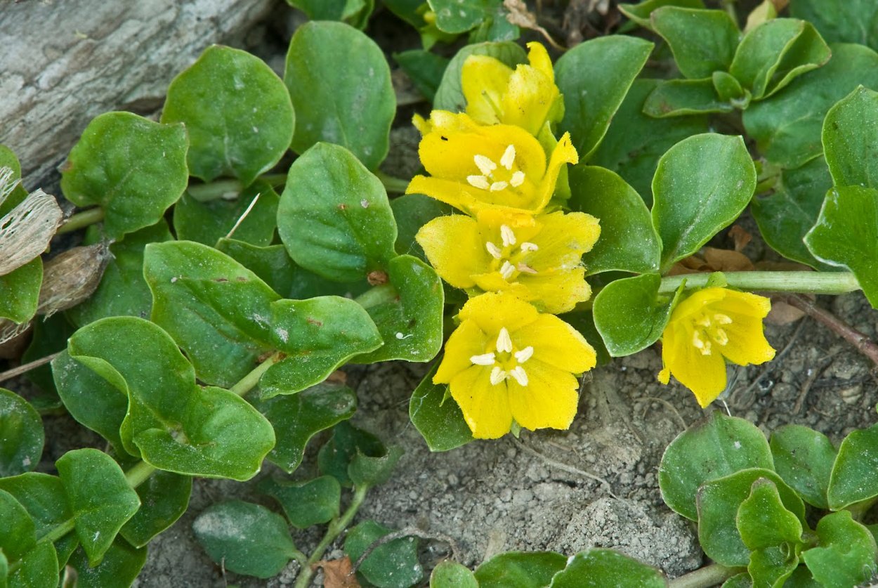 Вербейник монетчатый