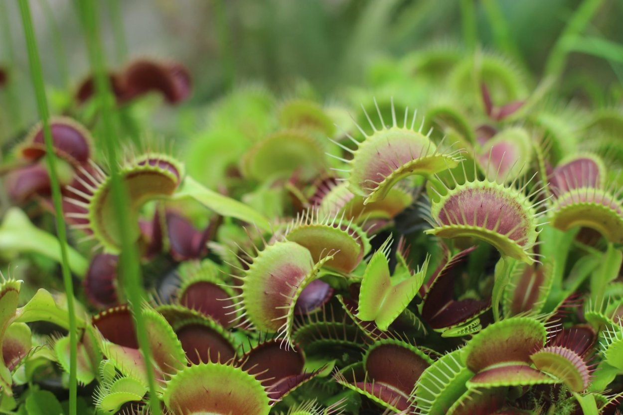 Amorphophallus Titanum цветок