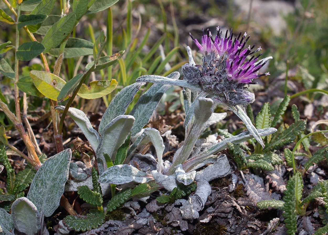 Обриета пурпурный Каскад