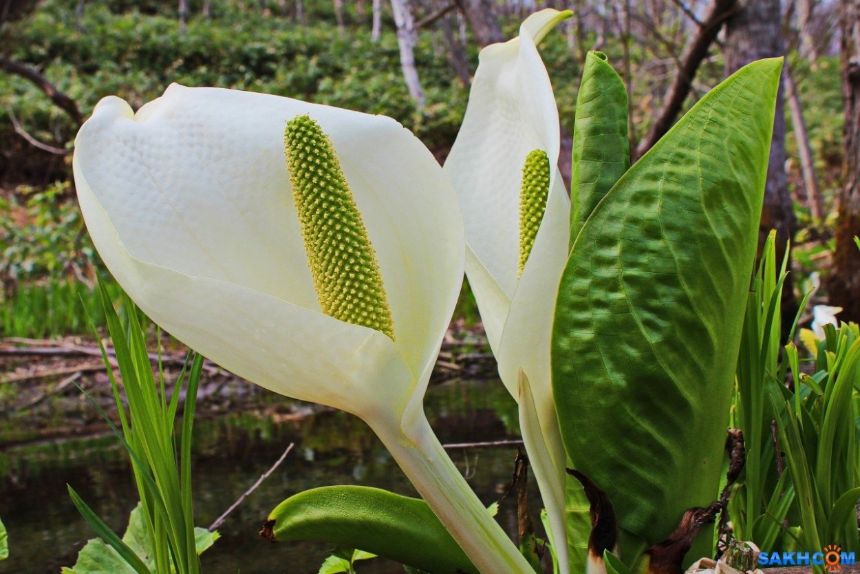 Японский сад цветов Кавати Фужи