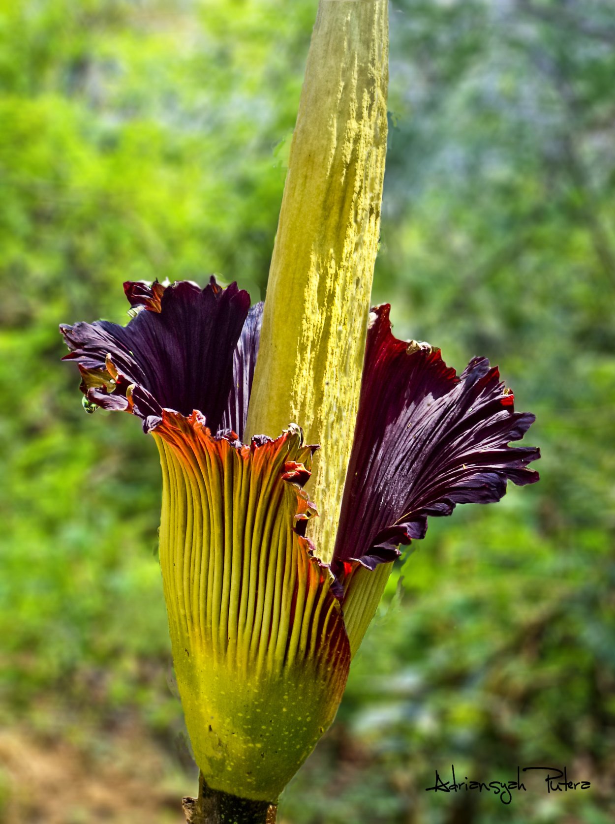 Аморфофаллус Ривера