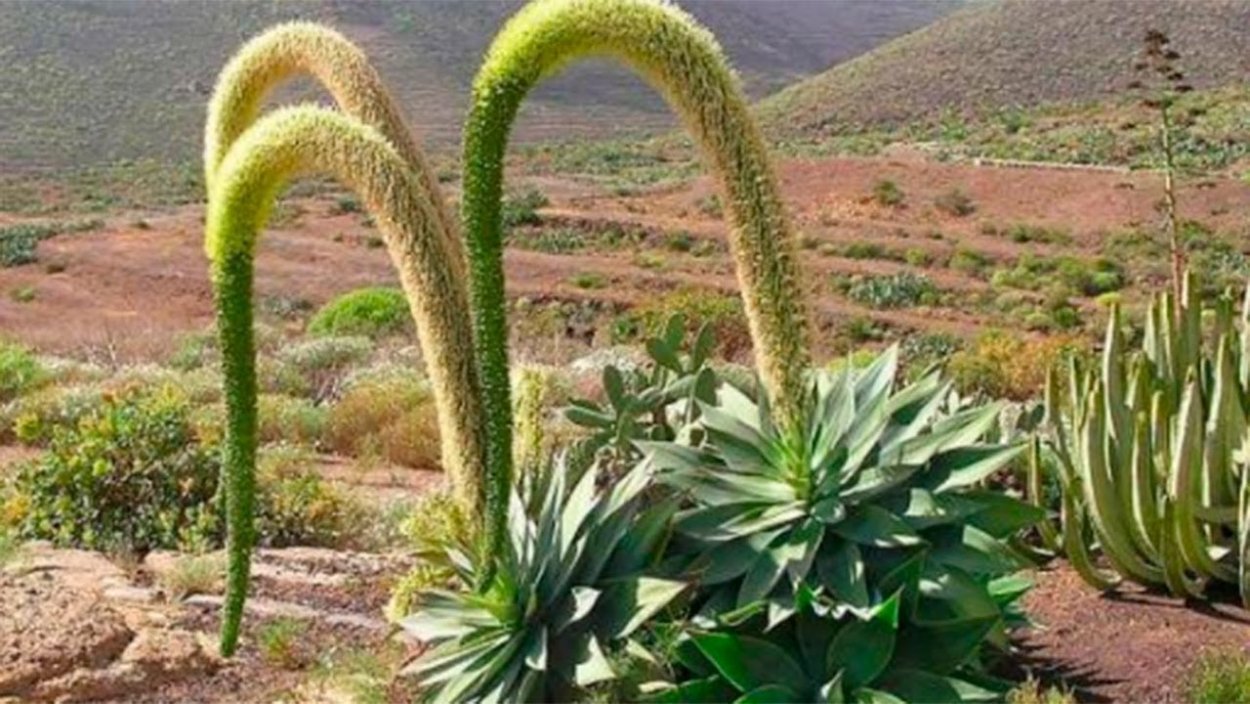 Дихондра серебристый водопад