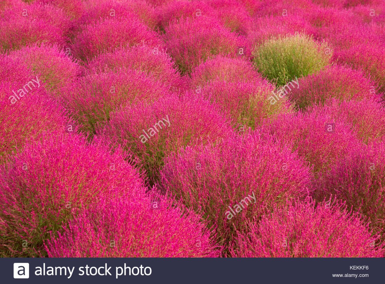 Овсец вечнозелёный ( Helictotrichon sempervirens)