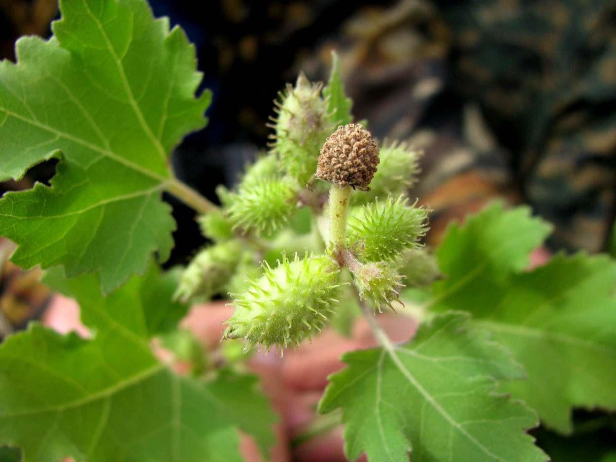 Калатея Цветущая