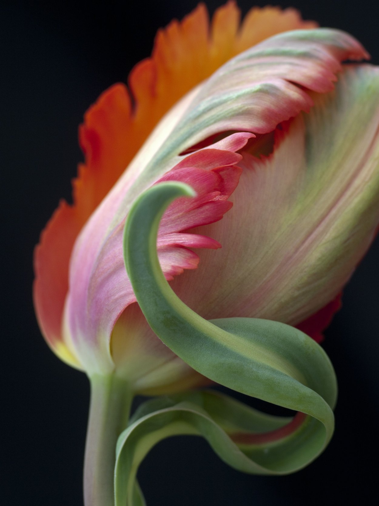 Попугайные розы