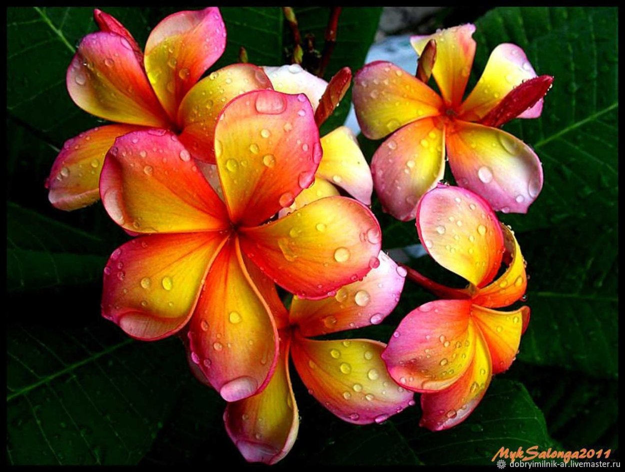 Чампака Плюмерия