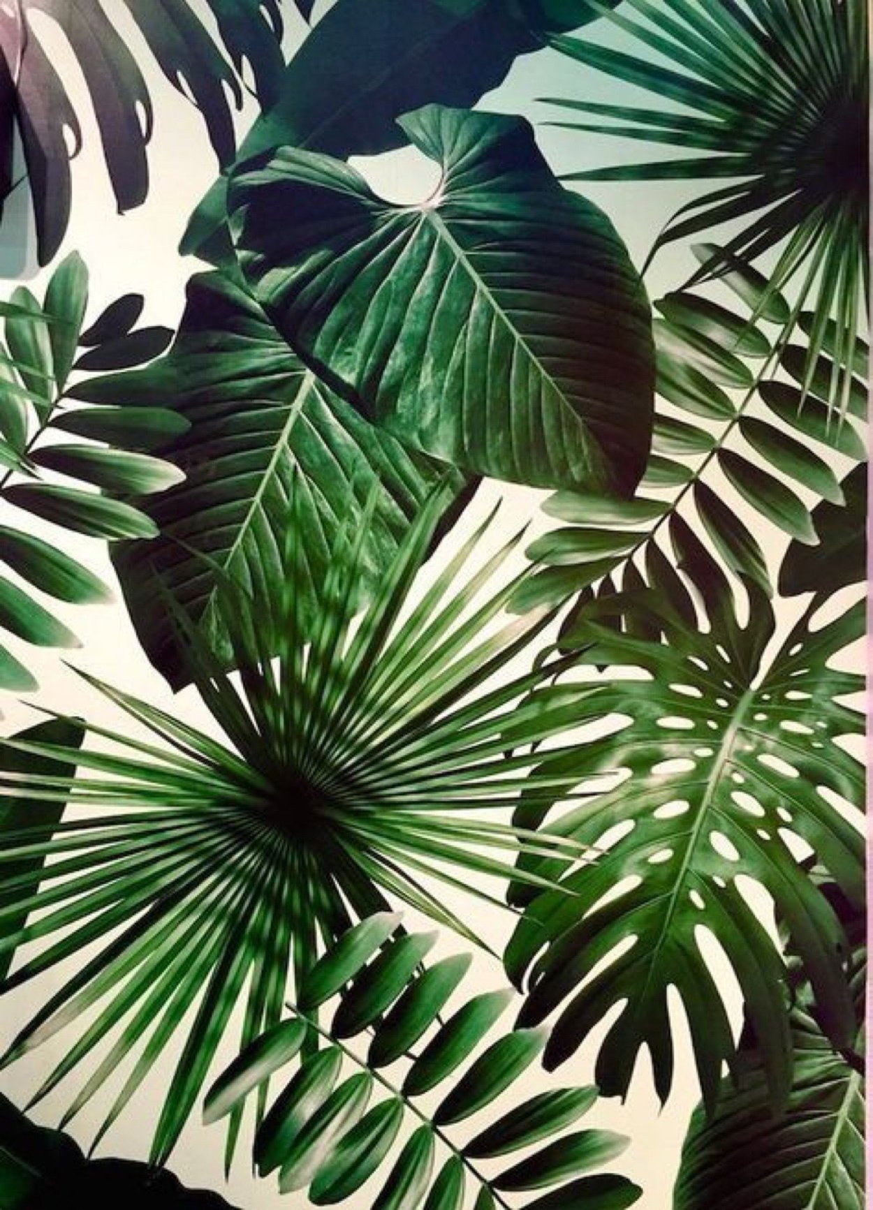 Экзотические цветы Макросъемка