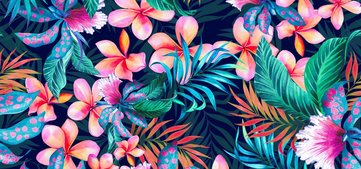 Хойя Элефант