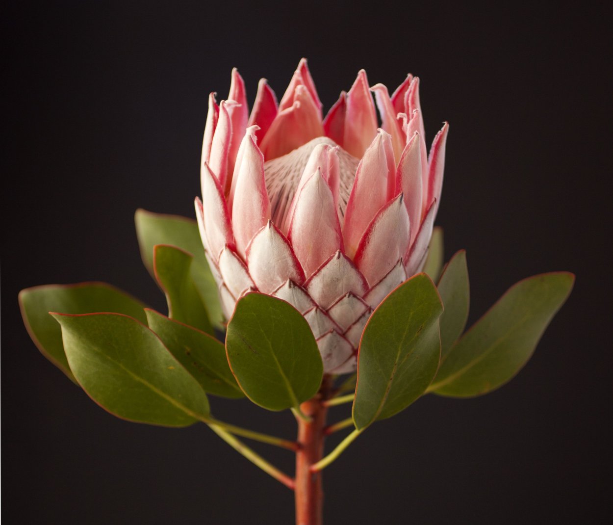 Протея барбигера