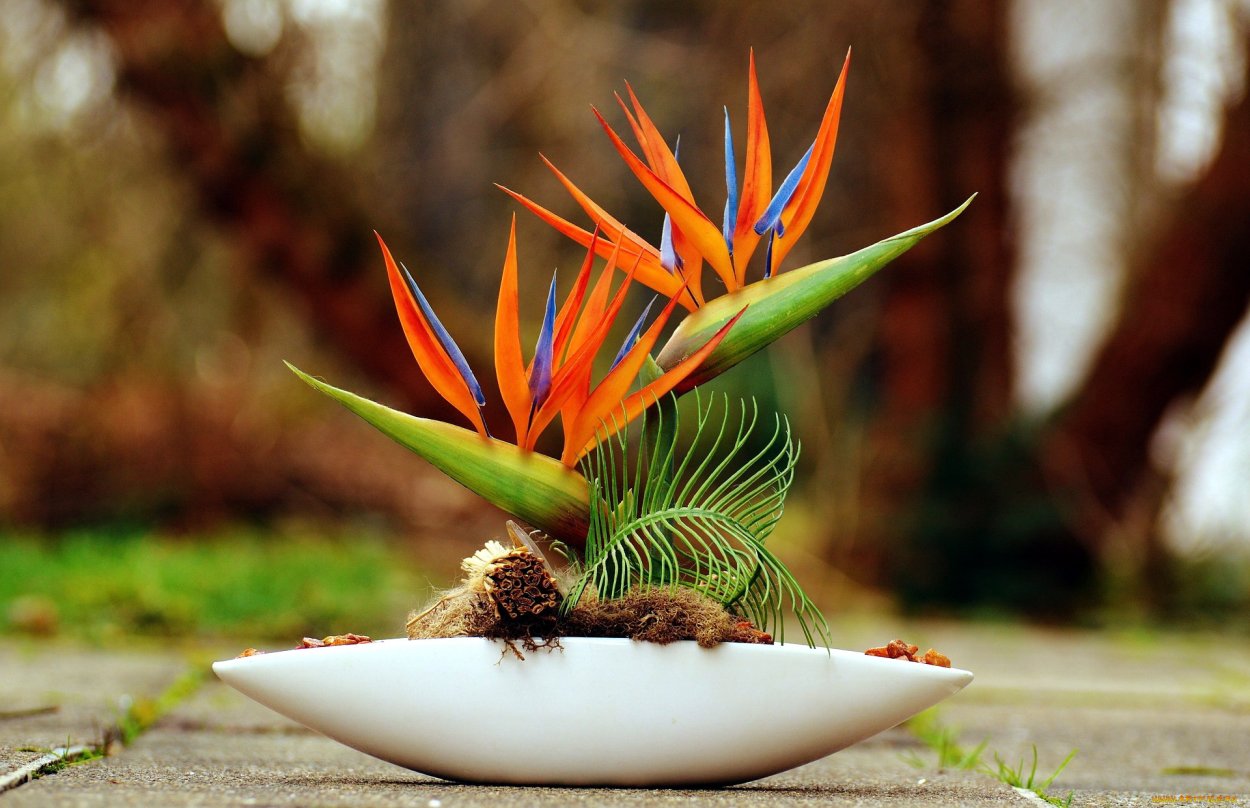 Листья тропических растений