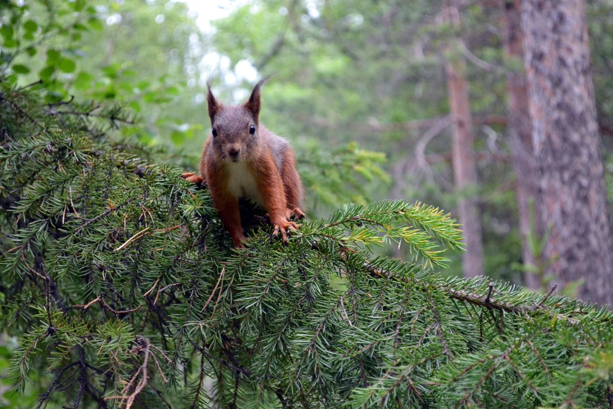Белка широколиственного леса