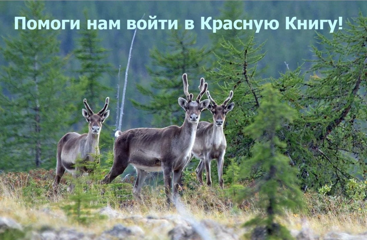 Байкальский заповедник косуля