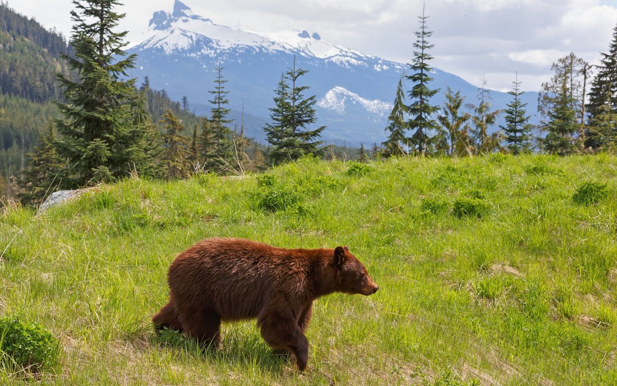 Бурый медведь горный Алтай