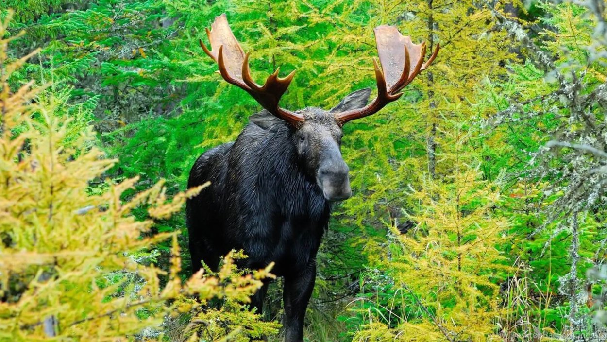 Лось Восточно Сибирский Сохатый