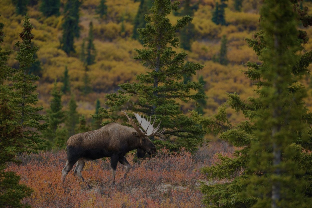 Восточно Сибирская Тайга фауна