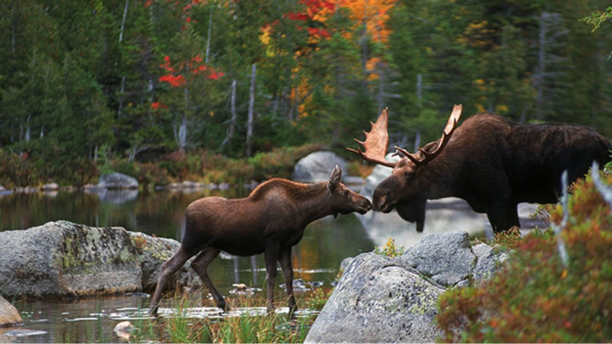 Семейство лосей