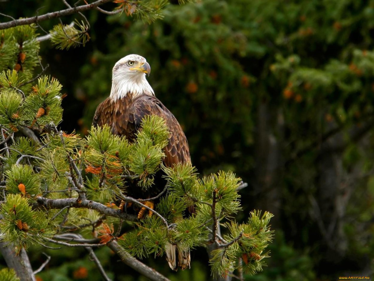 Лес пихта кедр