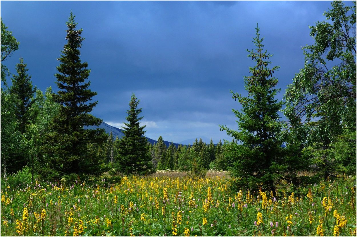 Хвойный лес Южный Урал