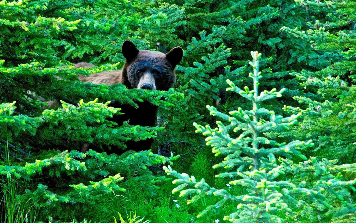 Лес с животными