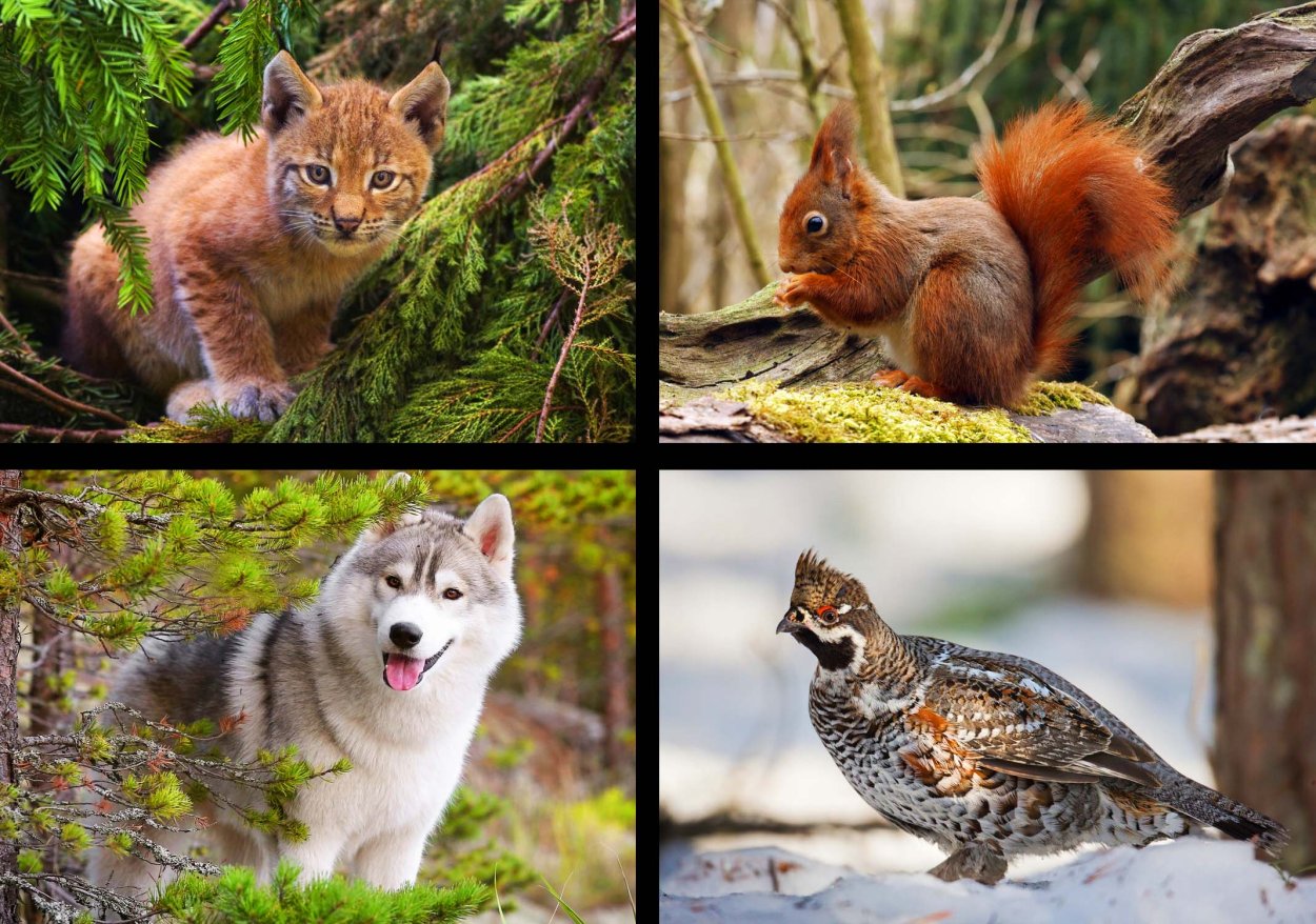 Животный мир тайги в России