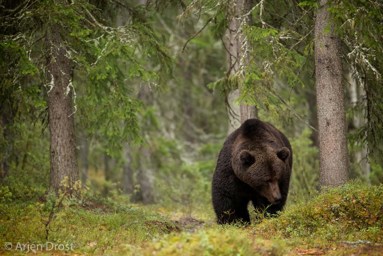 Животный мир тайги бурый медведь