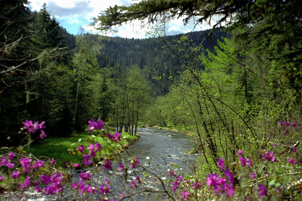 Флора Уссурийской тайги