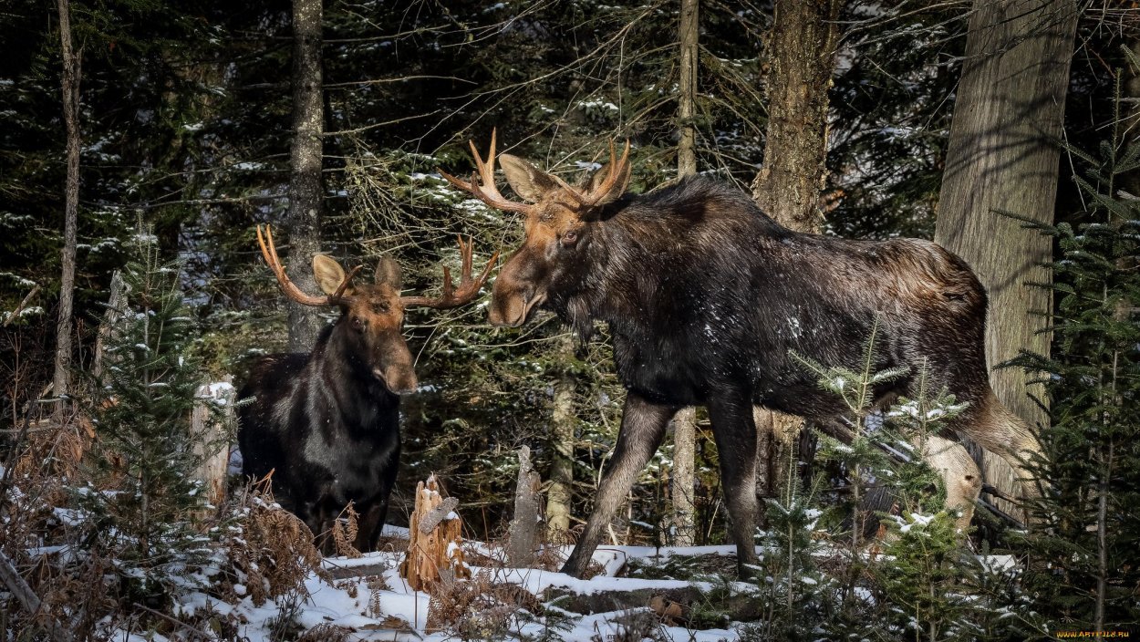 Лось в Нижегородской области