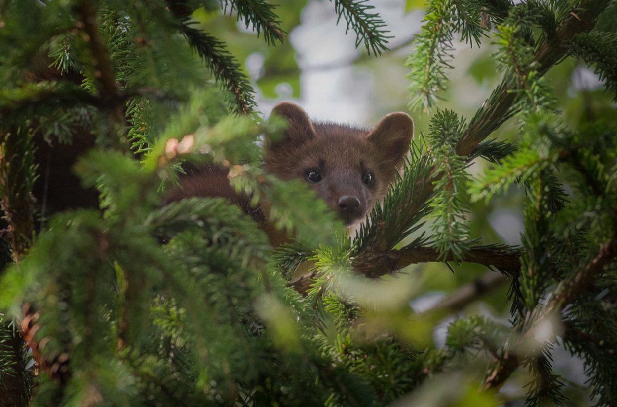 Лесная куница в тайге