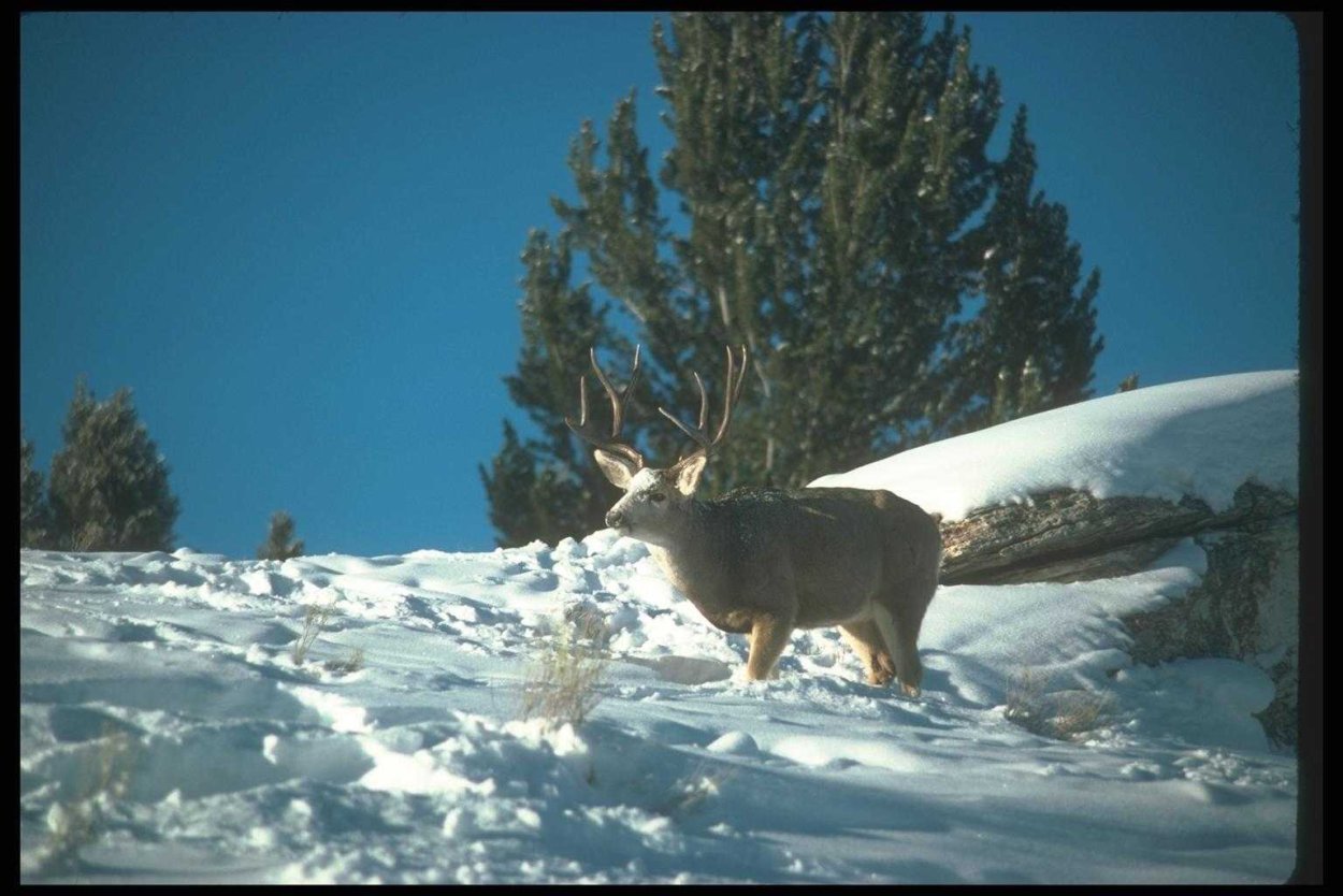 Животный мир тайги зимой