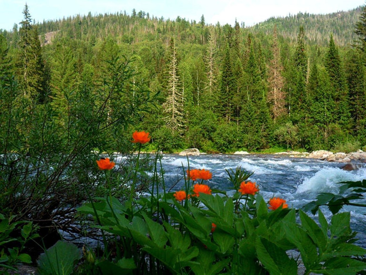 Рысь Нижнесвирский заповедник