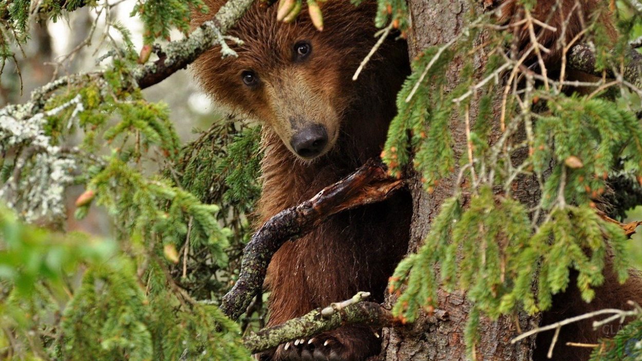 Медведь в Карелии