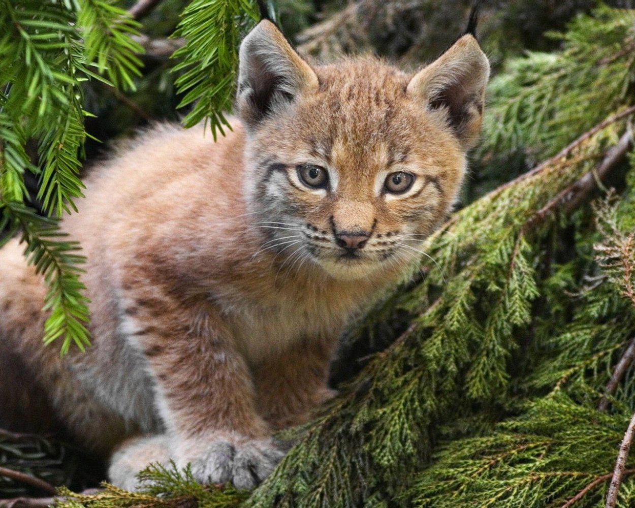 Лось в лесу летом