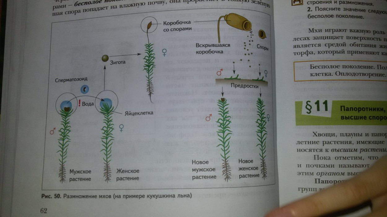 Размножение мха Кукушкин лен